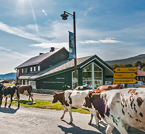 Bunåva, Vingelen